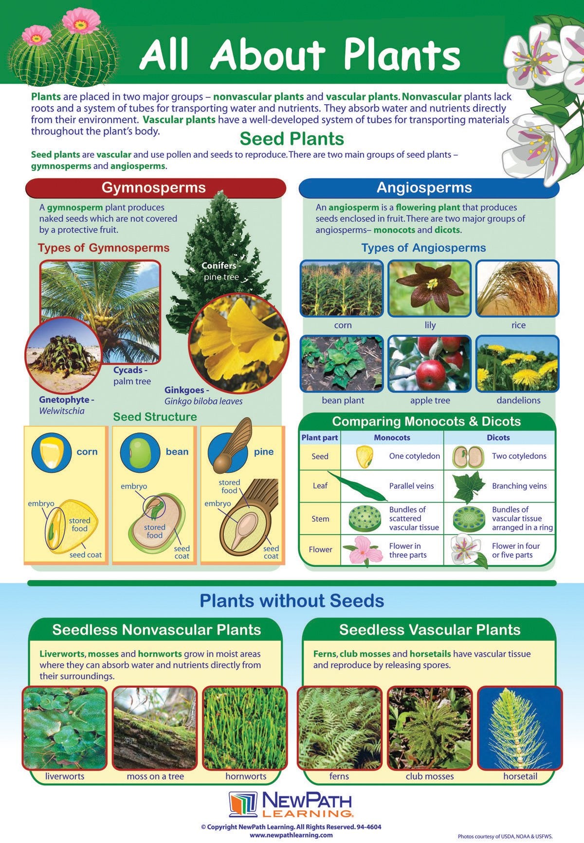All About Plants Poster - Laminated, Full-Color, 23' X 35'