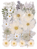 12 Large Bulk Winter White Dried Pressed Flowers For Art Crafts, Real Dry Natural Flower Leaf For Resin Mold, Jewelry Making, Gl