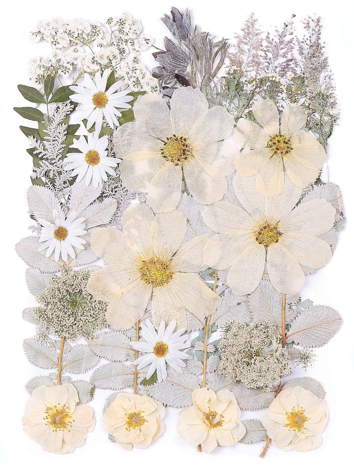 12 Large Bulk Winter White Dried Pressed Flowers For Art Crafts, Real Dry Natural Flower Leaf For Resin Mold, Jewelry Making, Gl