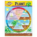 Trend Life Cycle Of A Plant Learning Chart, Classroom Decor, 17' X 22'