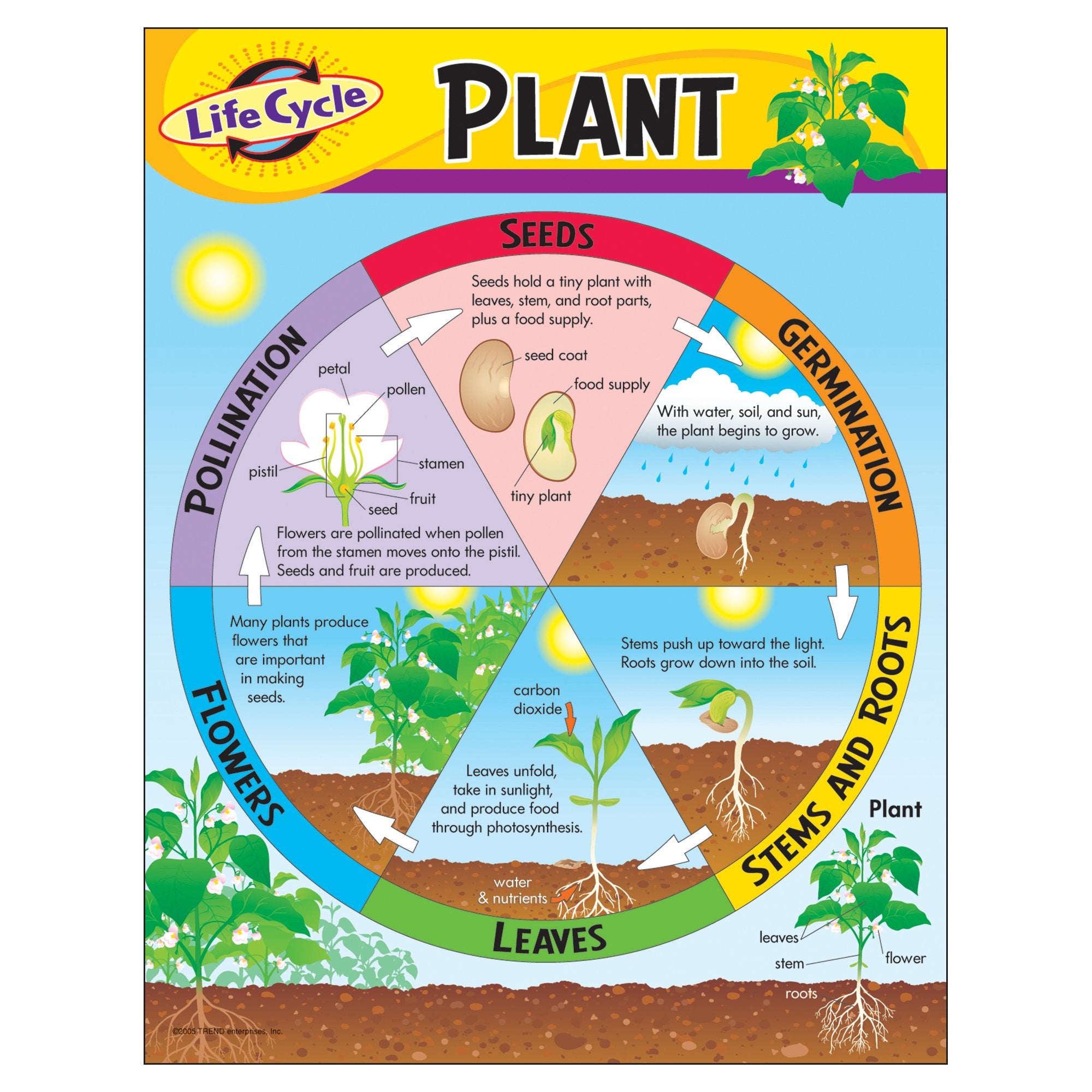 Trend Life Cycle Of A Plant Learning Chart, Classroom Decor, 17' X 22'