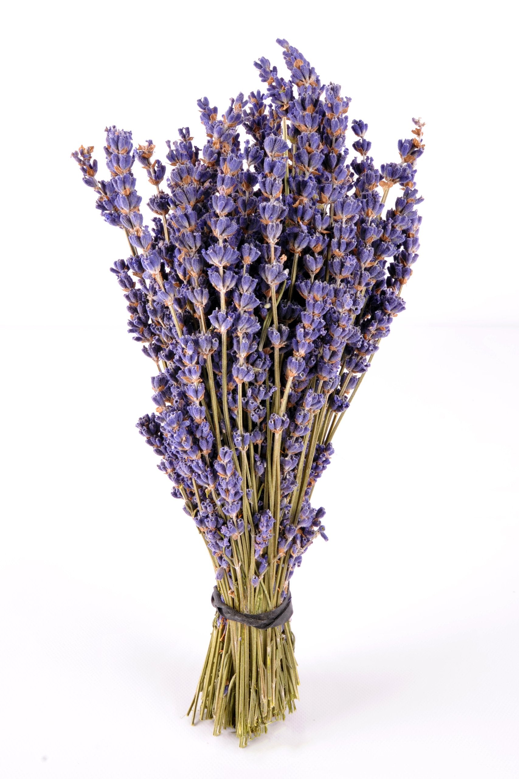 Findlavender - Royal Velvet Lavender Bundles - 14' - 16' Long - Can Be Used for Any Ocassion - Perfect for your wedding - 1 Bu