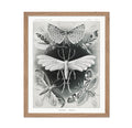 Poster Master Ernst Haeckel - Haeckel Tineida Print - Moth Art - Insect Biodiversity - Wildlife Art - Gift for Men & Women - Dec