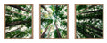 Poster Master 3-Piece Photograph Poster - Modern Print - Landscape, Forrest, Tree Branches, Sky, Wilderness, Abstract - Gift for