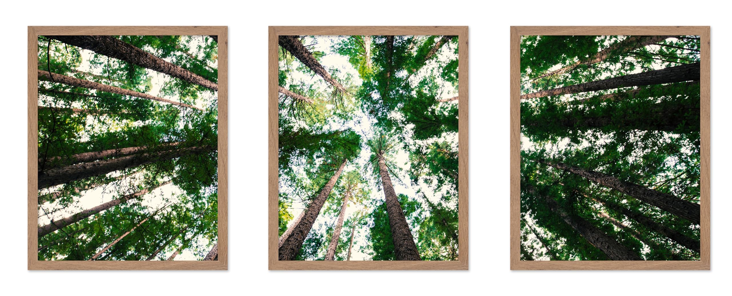 Poster Master 3-Piece Photograph Poster - Modern Print - Landscape, Forrest, Tree Branches, Sky, Wilderness, Abstract - Gift for