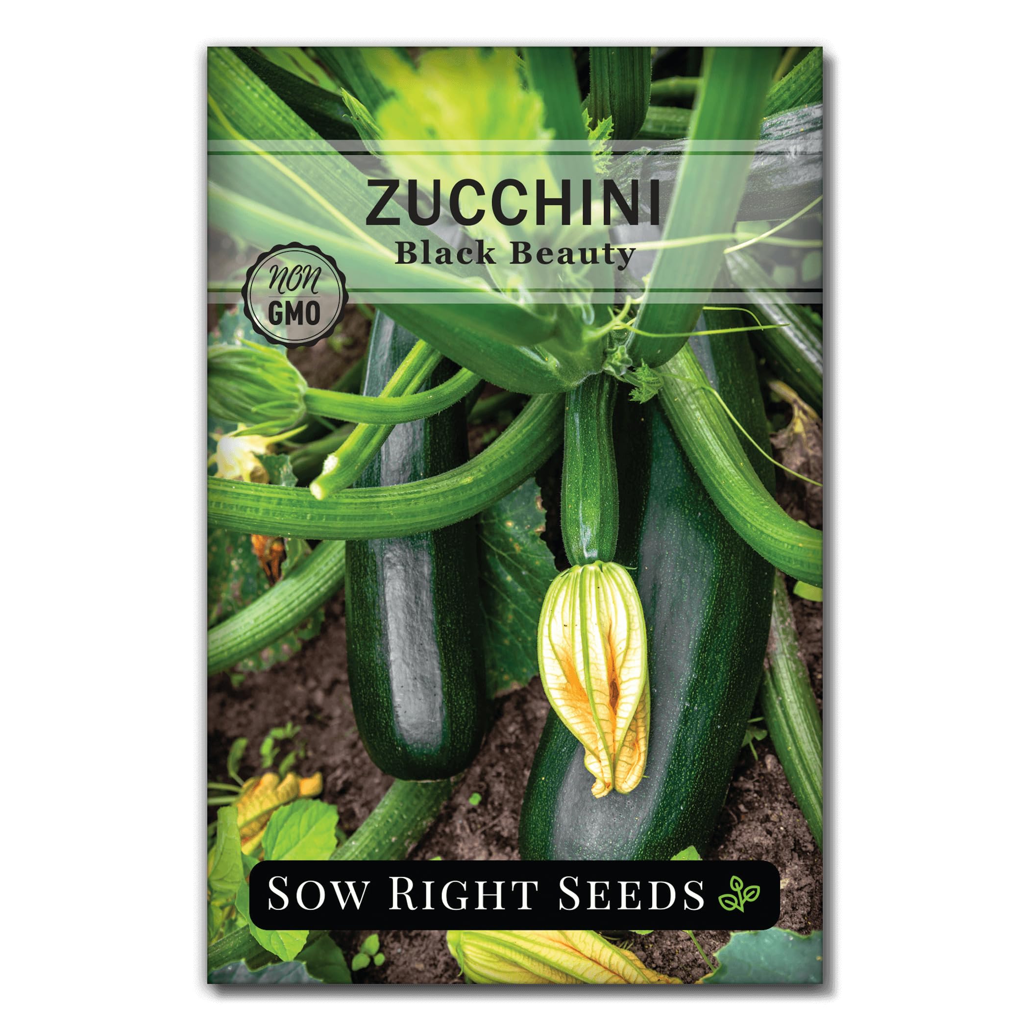 Sow Right Seeds - Black Beauty Zucchini Seeds For Planting - Non-Gmo Heirloom Packet With Instructions To Plant A Home Vegetable