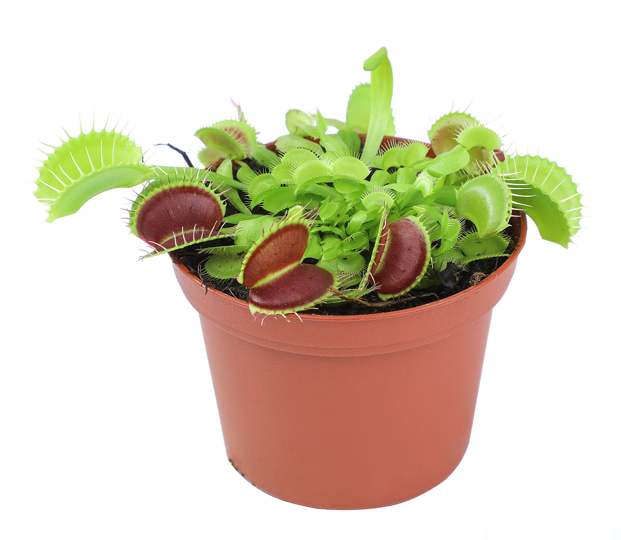 3 Inch Live Venus Fly Trap Live Plant, Dionaea Muscipula Venus Fly Trap Plant, Sundew Carnivorous Plants Live Houseplants, Venus