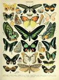 Ovfovy UNFRAMED Paper Vintage Butterflies Poster, Unframed Wall Art Print