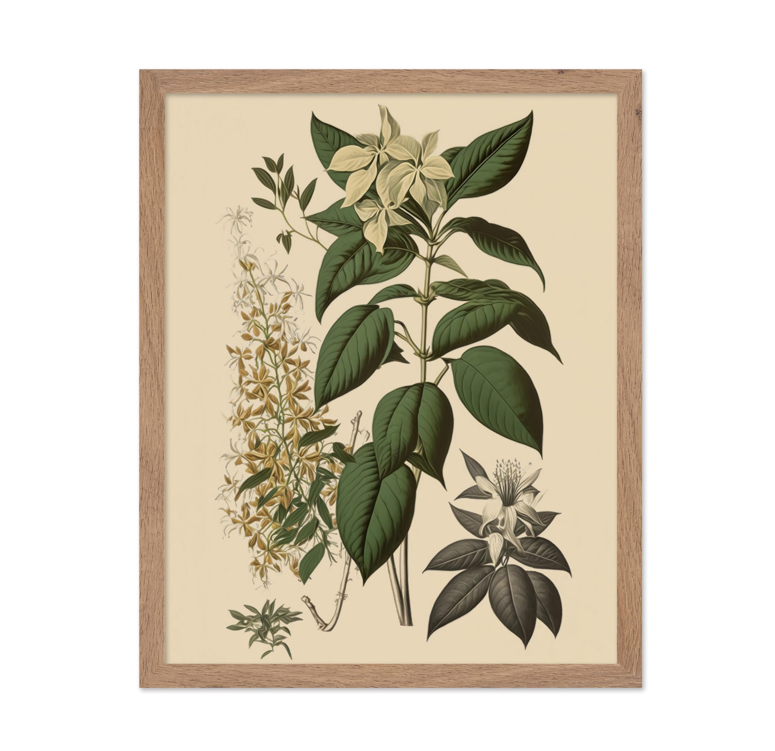 Poster Master Vintage Botanical Poster - Retro Floral Print - Gift for Gardener, Friend - White Jasmine, Clethra Alnifolia, Orch