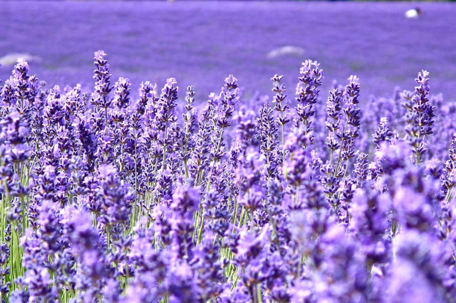 Lavender Provance Lavandula Seeds For Planting Herb Garden About 100 Seeds