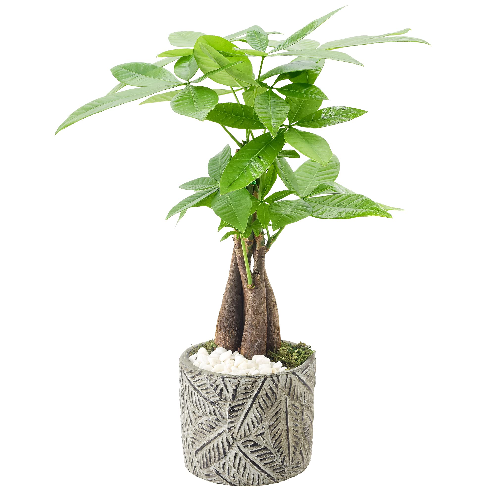 Money Tree Live Indoor Plant In 4.5 In. Tropico Leaf Ceramic Planter, Gray ***Cannot Ship To Hawaii***