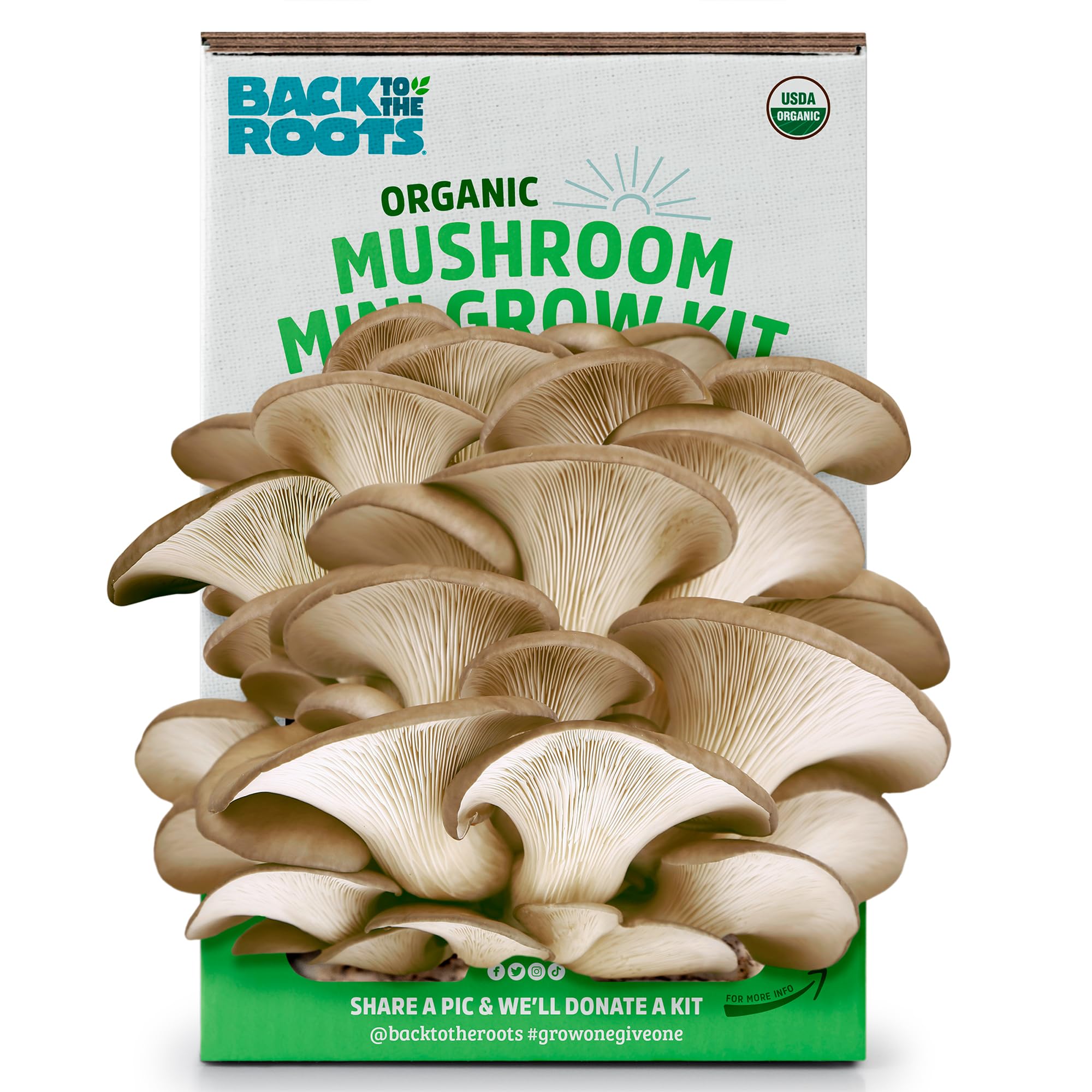Back To The Roots Organic Mini Mushroom Grow Kit, Harvest Gourmet Oyster Mushrooms In 10 Days, Top Gardening Gift, Holiday Gift,