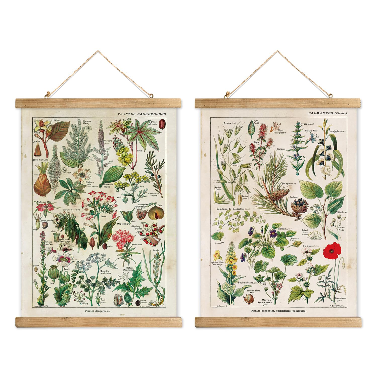 XIAOAIKA 2 Pack Vintage Plant Posters: Medicinal and Poisonous Plants - Retro Style Wall Art with Wooden Frames for Home Classro