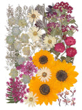 12 Large Bulk Autumn Dried Pressed Flowers For Glass Frame, Real Dry Natural Flower Leaf Daisy For Resin Mold, Cake Decor, Phone