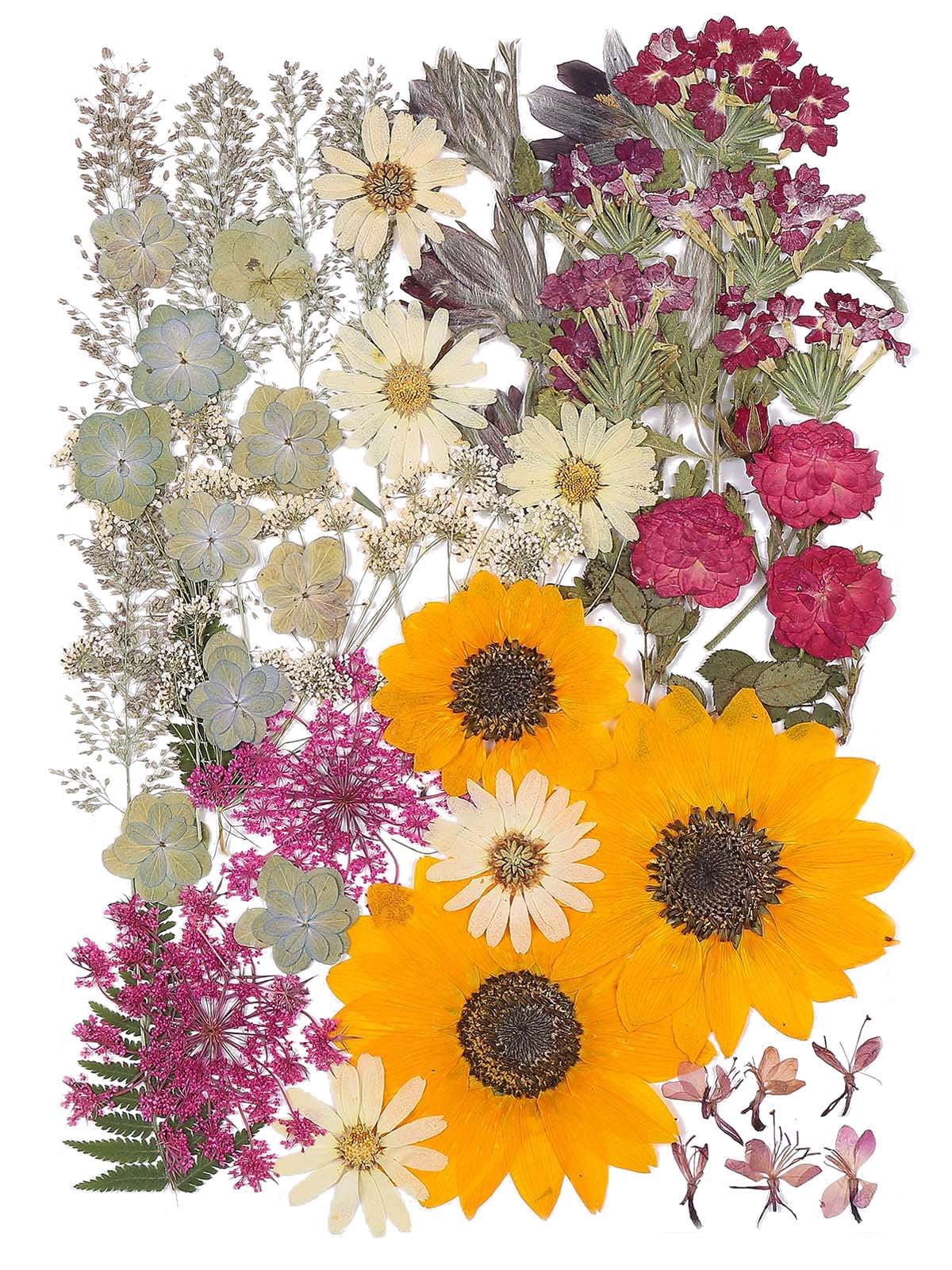 12 Large Bulk Autumn Dried Pressed Flowers For Glass Frame, Real Dry Natural Flower Leaf Daisy For Resin Mold, Cake Decor, Phone