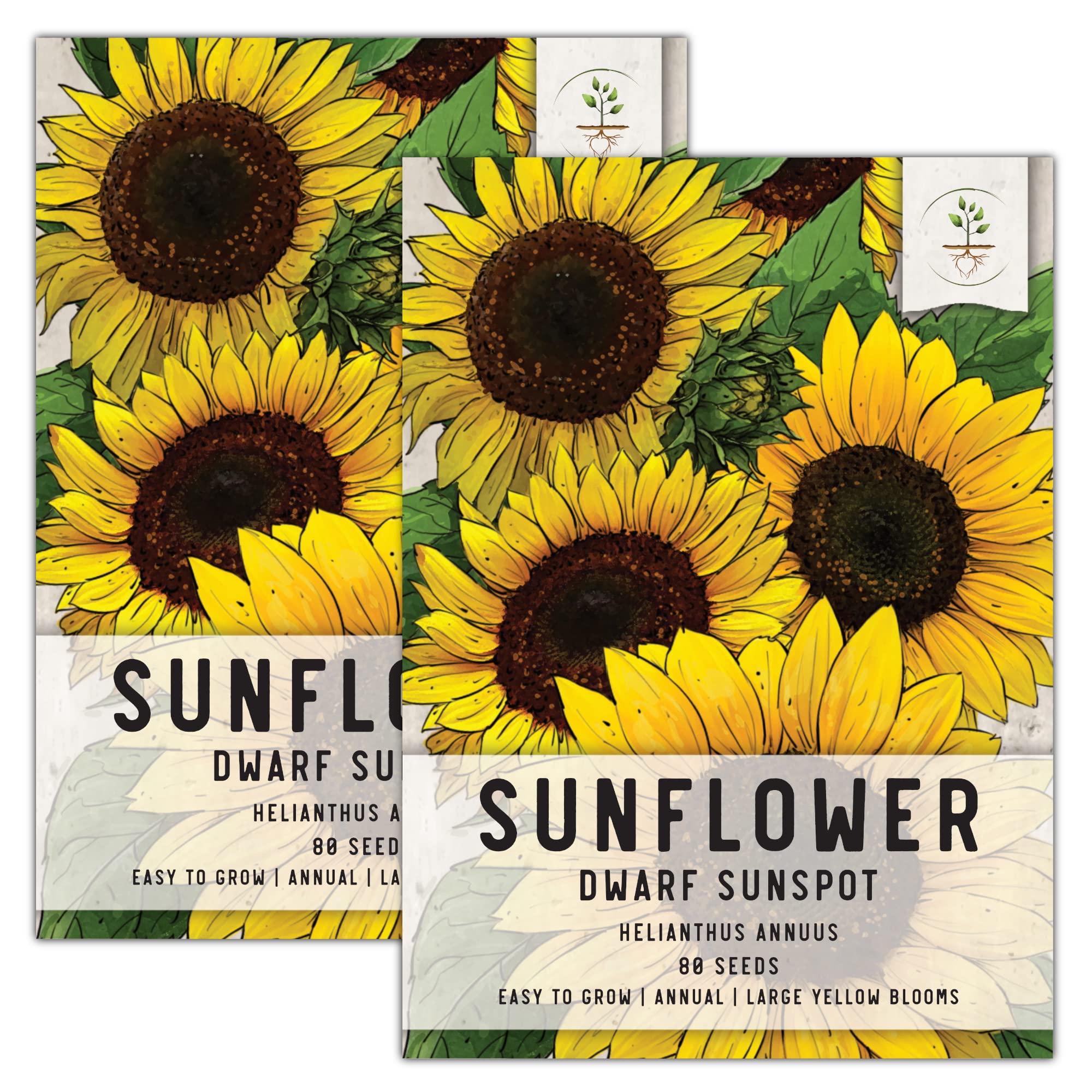Seed Needs, Dwarf Sunspot Sunflower Seeds For Planting (Helianthus Annuus) Twin Pack Of 80 Seeds Each - Heirloom & Open Pollinat