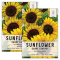 Seed Needs, Dwarf Sunspot Sunflower Seeds For Planting (Helianthus Annuus) Twin Pack Of 80 Seeds Each - Heirloom & Open Pollinat