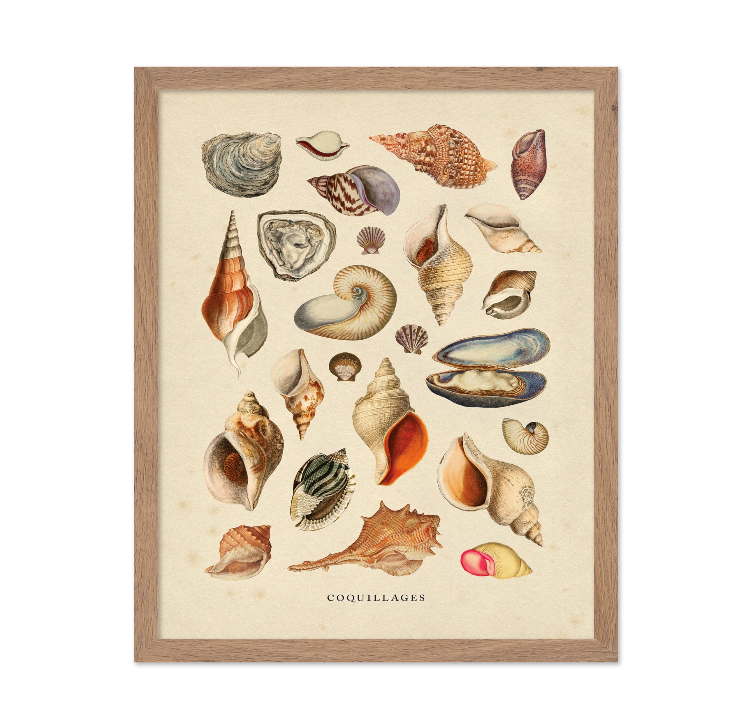 Poster Master Vintage Aquatic Poster - Retro Sea Shells Print - Shell Art - Marine Life Art - Minimal Art - Gift for Men & Women