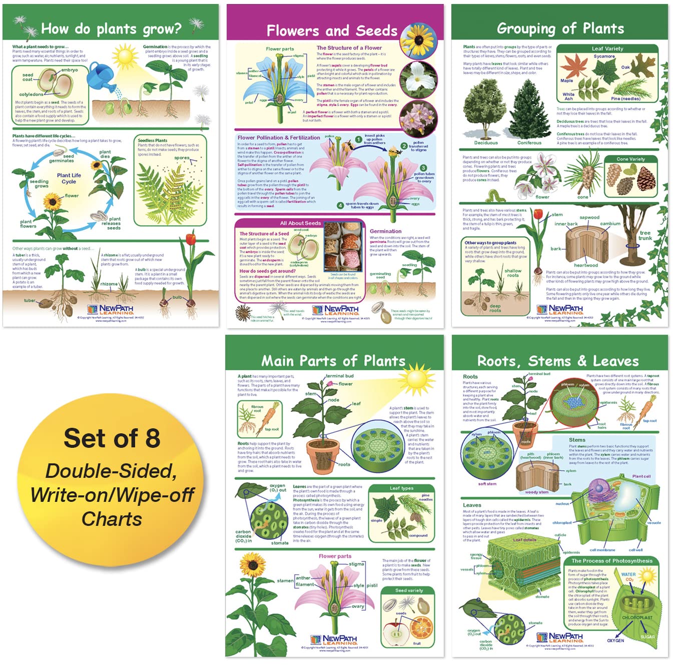 Newpath Learning-94-3501 All About Plants Bulletin Board Charts, Set Of 5