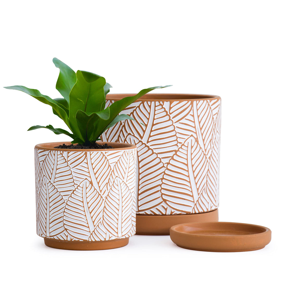 Set Of 2 Terracotta Pots, Broadleaf Pattern Planter Pot, 4 Inch And 6 Inch, Pot With Drainage Hole And Saucer, Terracotta/White,