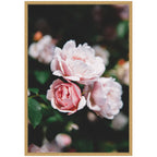 Sylvie Delicate Light Pink Rose Floral Framed Canvas by Patricia Hasz