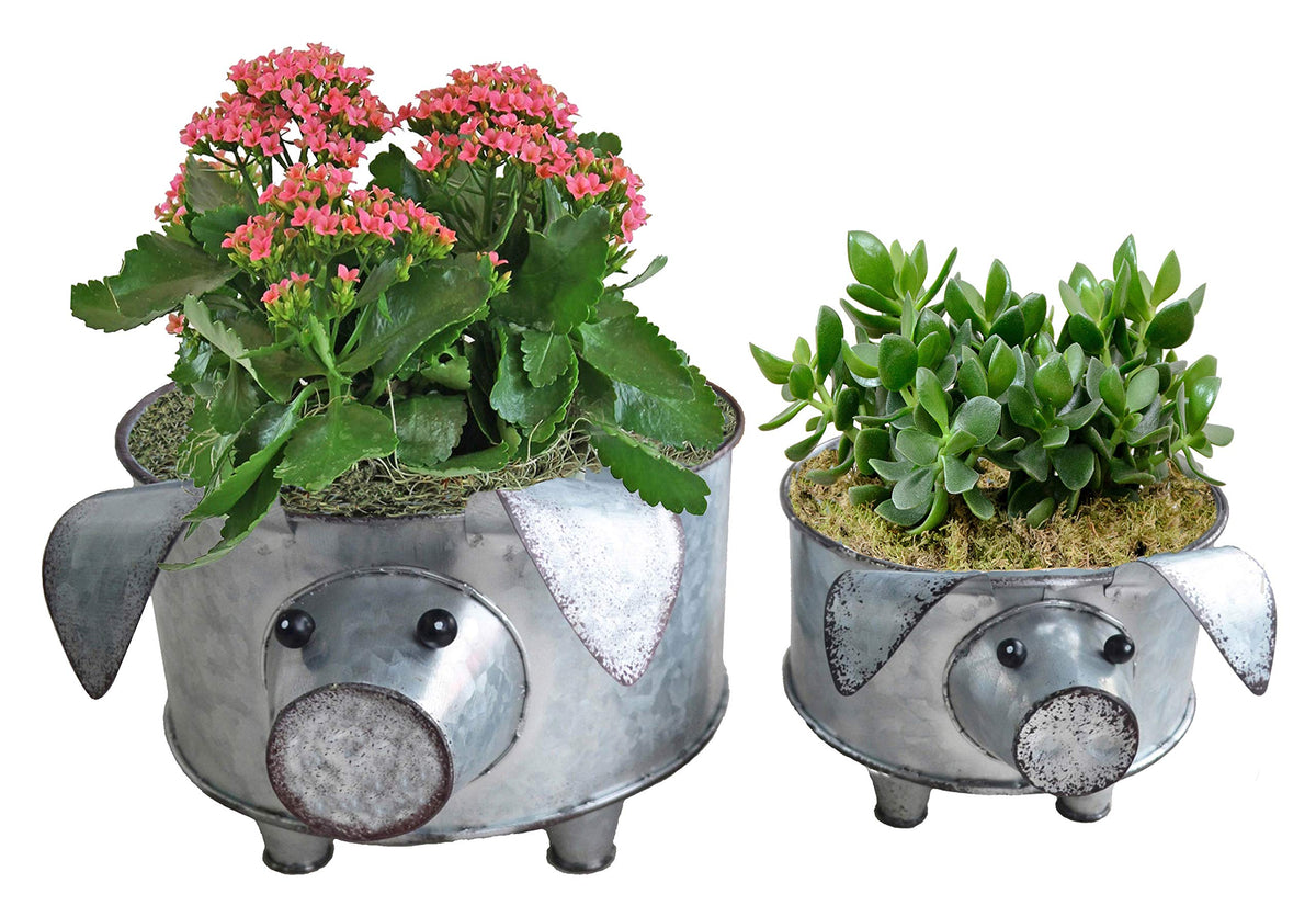 Shabbydecor Galvanized Metal Pig Bowl Farmhouse Pig Succulent Planter Set Of 2