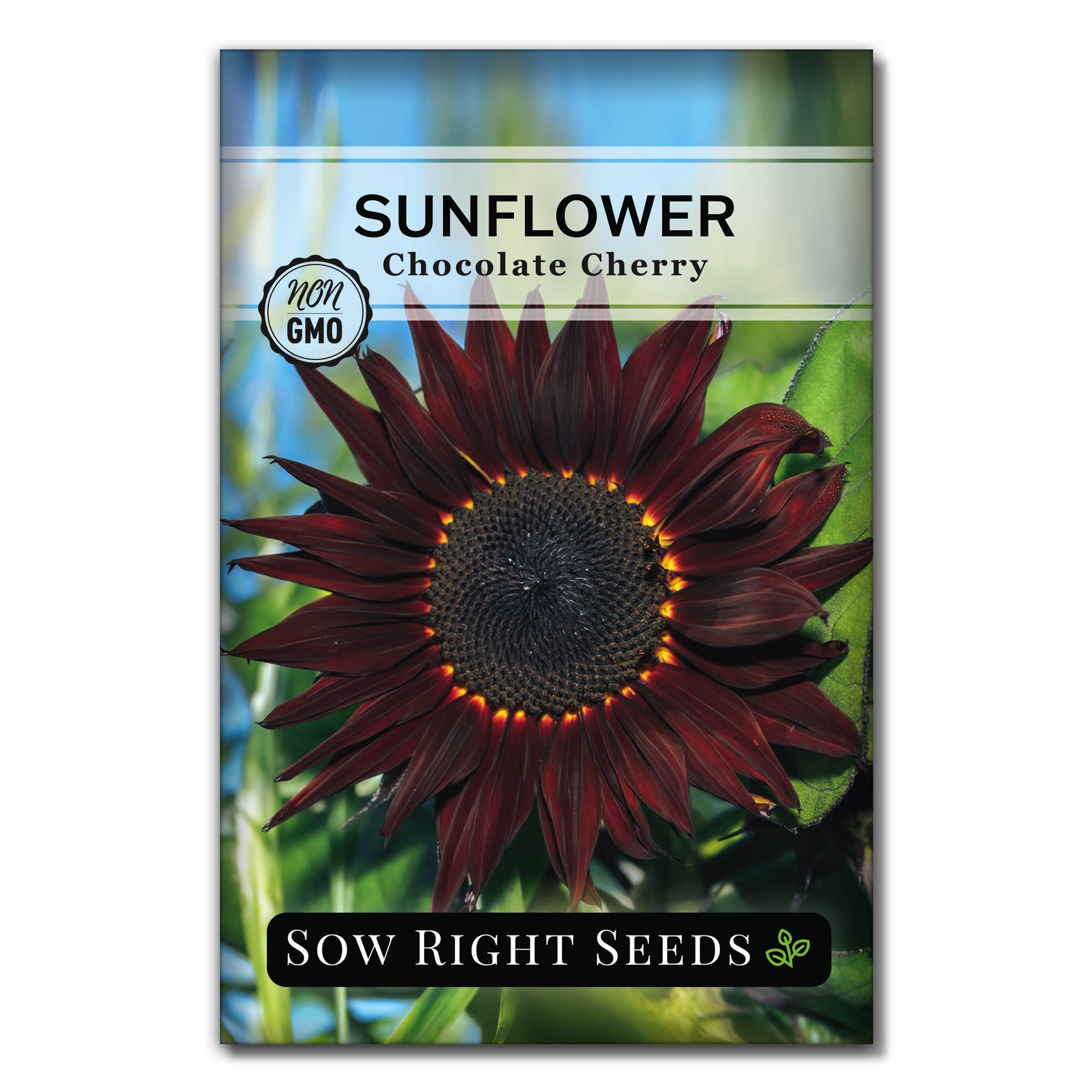 Sow Right Seeds - Chocolate Cherry Sunflower Seeds For Planting - Non-Gmo Heirloom Packet With Instructions To Plant A Home Vege