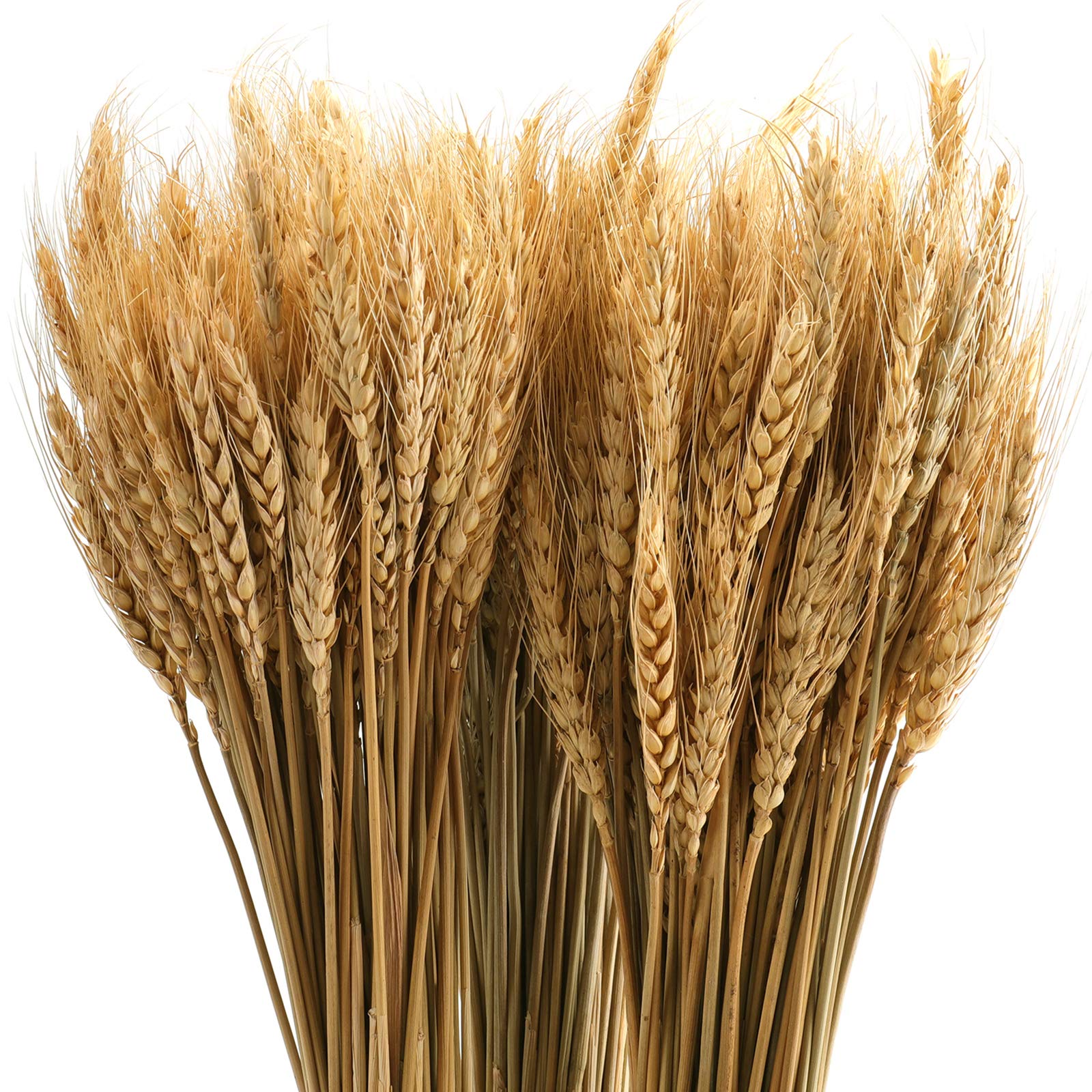 yarlung 300 Stems 16 Inch Dried Wheat Sheaves, Natural Wheat Stalks Bundle Fall Arrangement for DIY Craft, Home Table, Wedding