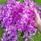 Aitisor 24 Pack Artificial Fake Wisteria Vine Ratta (3.75 Feet) Hanging Garland Silk Flowers String Home Party Wedding Decor(Pur