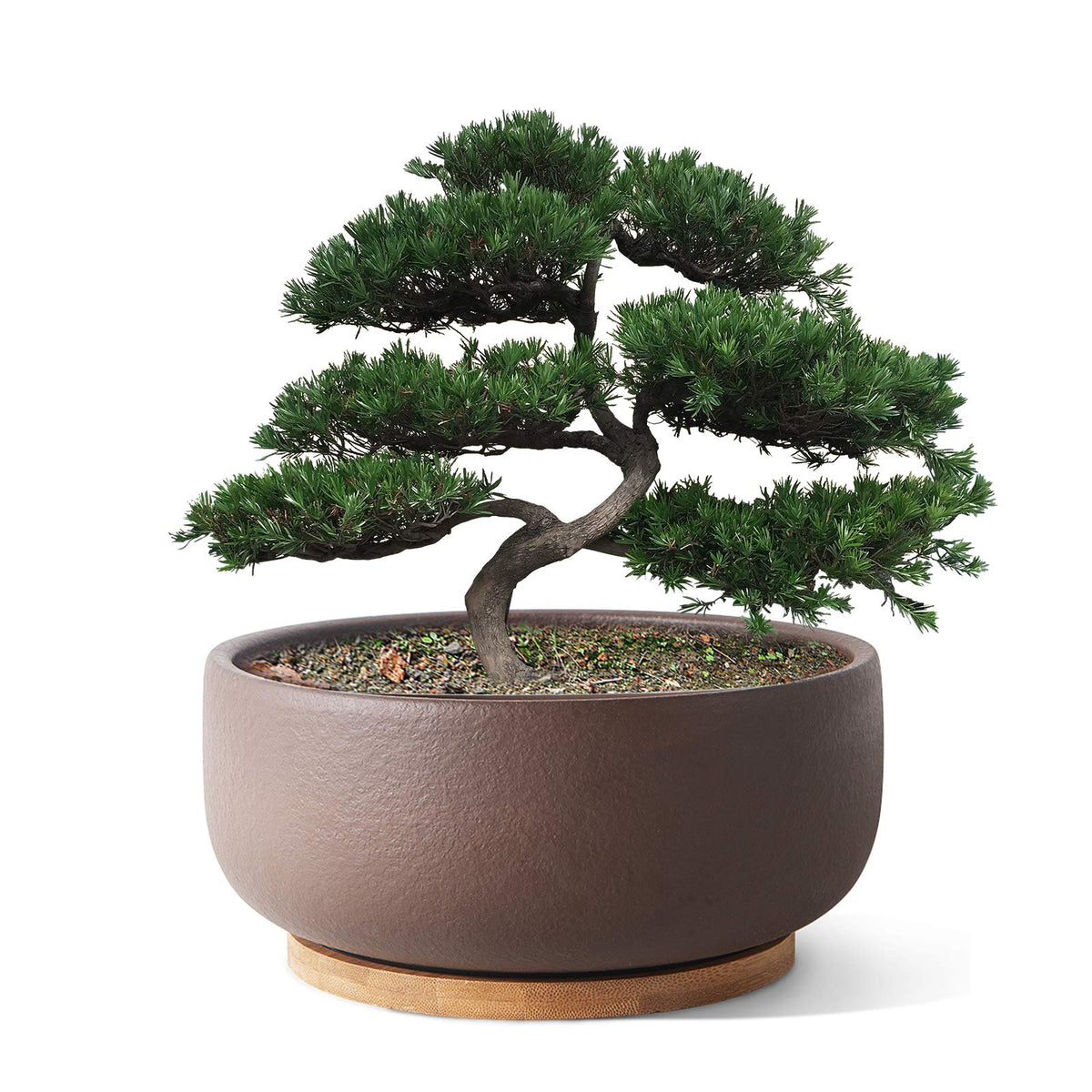 Sqowl Terracotta Bonsai Planter Pot For Succulent 8 Inch Pottery Pot Round Planter Cactus Clay Flower Pot With Drain Hole And Ba