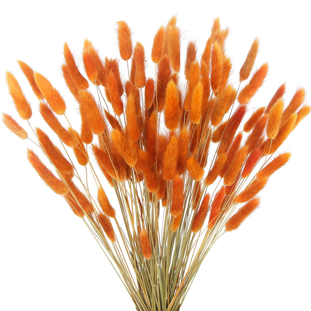 CISDUEO 120pcs Dried Bunny Tails Flowers Orange Lagurus Ovatus Tail Dried Flowers Pampas Grass Natural Dried Floral Arrangement 