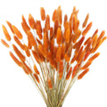 CISDUEO 120pcs Dried Bunny Tails Flowers Orange Lagurus Ovatus Tail Dried Flowers Pampas Grass Natural Dried Floral Arrangement 