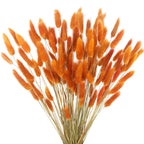 CISDUEO 120pcs Dried Bunny Tails Flowers Orange Lagurus Ovatus Tail Dried Flowers Pampas Grass Natural Dried Floral Arrangement 