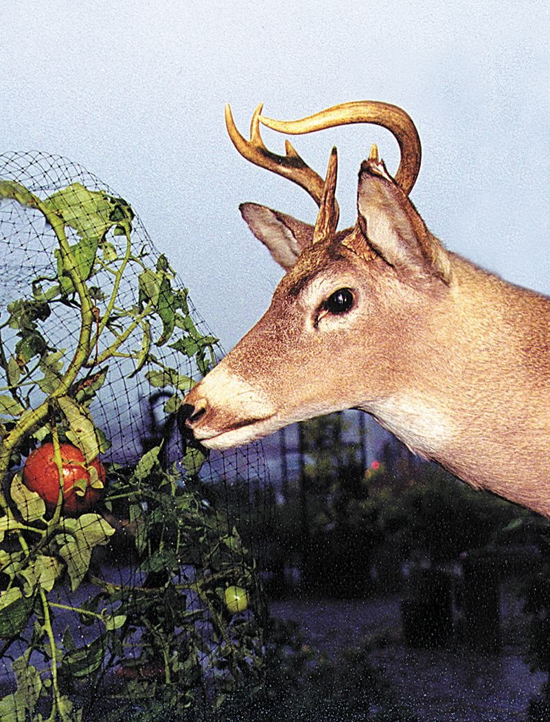 Deer Fence, 7 Ft. H, 350 Ft. L, Black