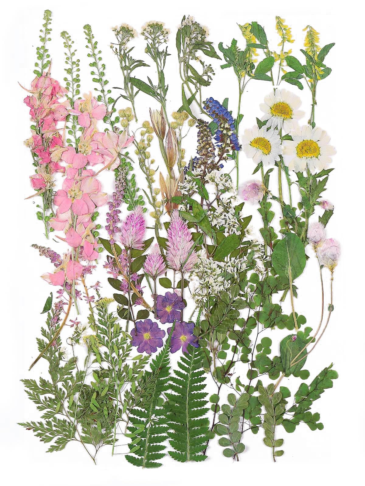 12 Large Bulk Spring Dried Pressed Flowers With Stem For Crafts Scrapbooking, Real Dry Natural Flower Leaf Fruit For Resin Mold,