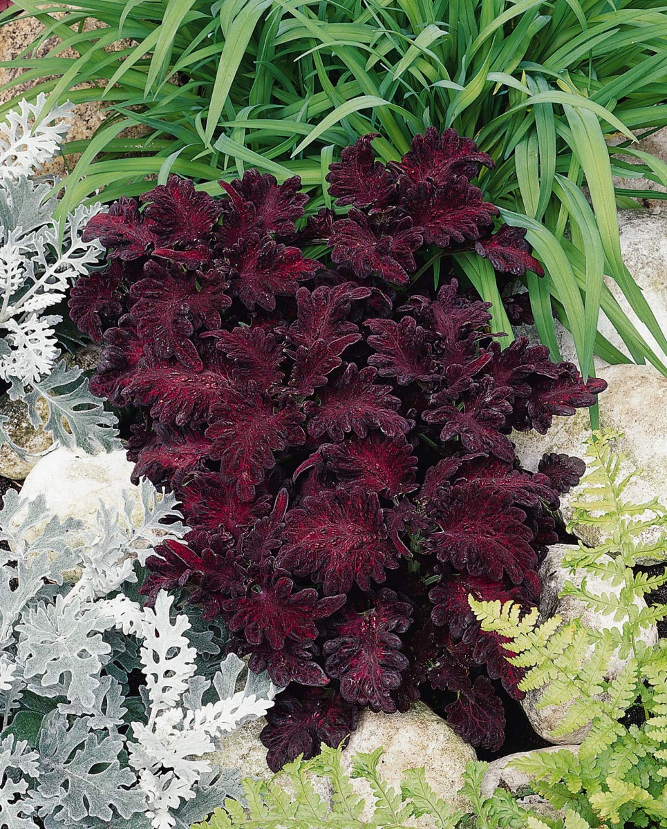 Outsidepride 400 Seeds Annual Coleus Black Dragon Foliage Indoor Or Outdoor House Plant Flower Seed