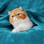 Bedsure Fleece Blanket Twin Blanket Teal-300Gsm Soft Lightweight Plush Cozy Twin Blankets For Bed,Sofa,Couch,Travel,Camping,60X8