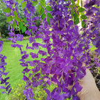 Aitisor 24 Pack Artificial Fake Wisteria Vine Ratta (3.75 Feet) Hanging Garland Silk Flowers String Home Party Wedding Decor (Bl