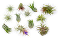 12 Pack Assorted Ionantha Air Plants - Wholesale And Bulk - Succulents - Live Tillandsia - Easy Care Indoor And Outdoor House Pl