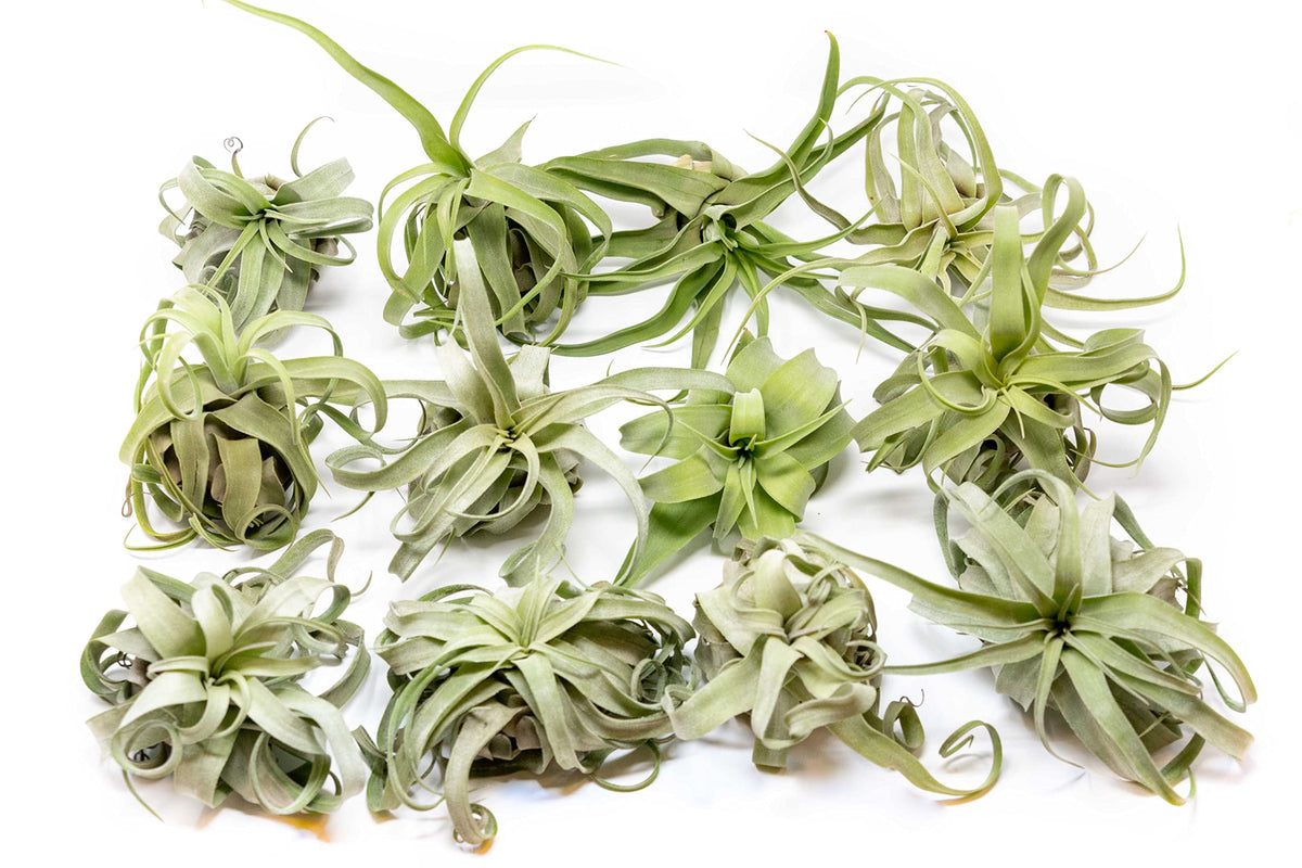 12 Pack Medium Air Plants Streptophylla - Live Tillandsia Succulent House Plants - Available In Wholesale And Bulk - Home And Ga