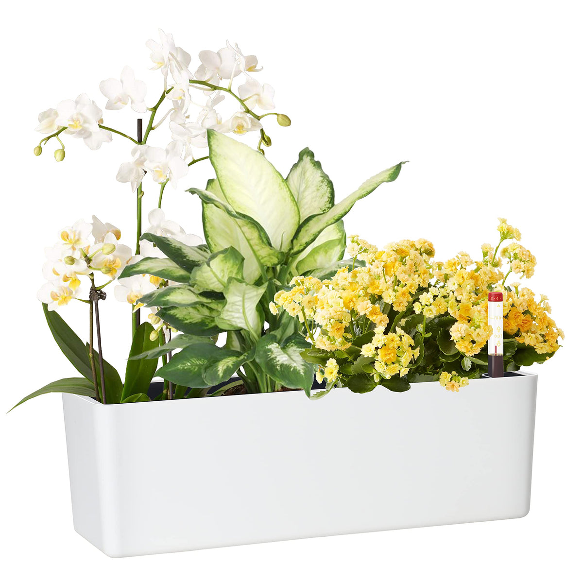 Gardenbasix Elongated Self Watering Planter Pots Window Box 5.5 X 16 Inch With Coconut Coir Soil Indoor Home Garden Modern Decor