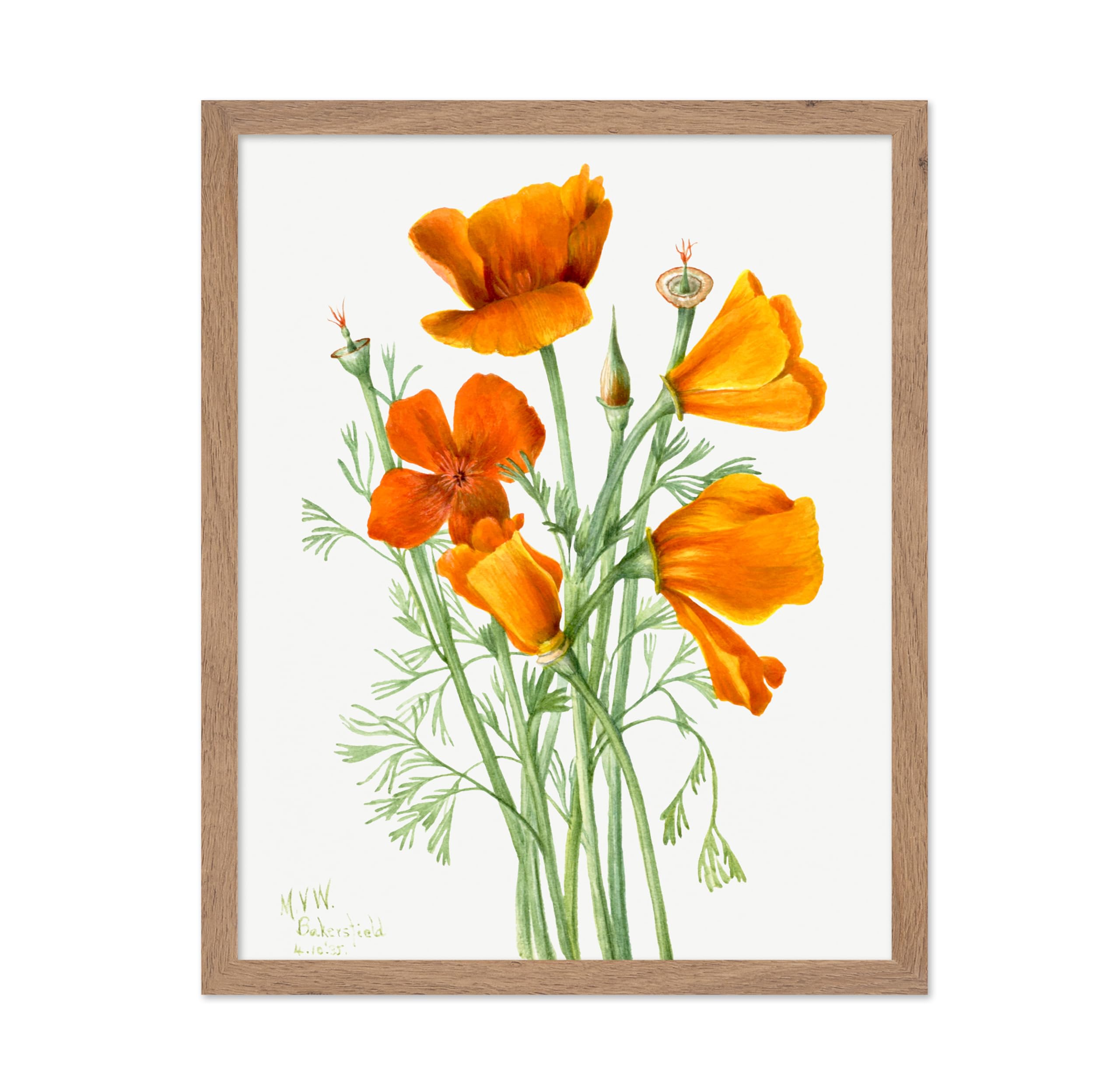 Poster Master Classic Mary Vaux Walcott Poster - Vintage Watercolor Print - Gift for Artist, Florist - California Poppy, Flower,