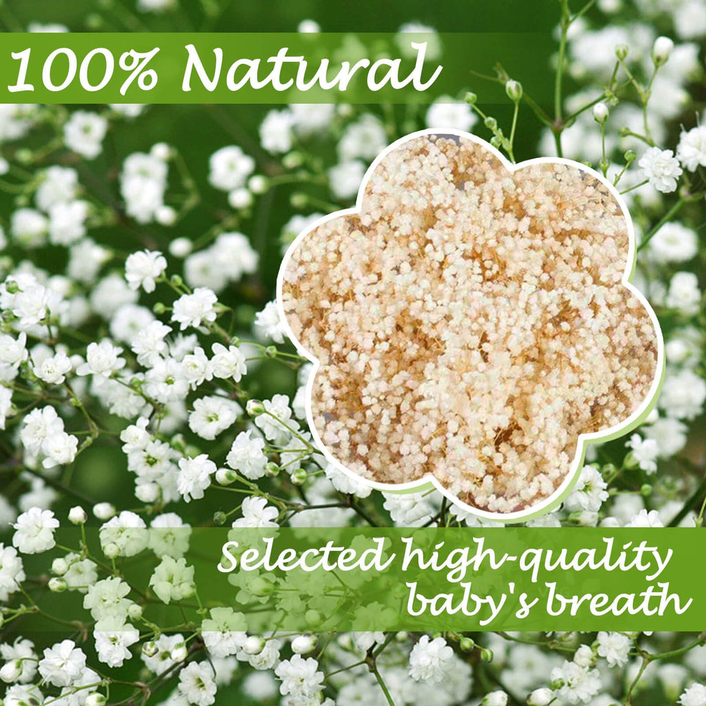 2000+ Dried Babys Breath Flowers Bulk - 17'' Ivory White Dried Flower Bouquet, Real Natural Gypsophila Branches For Vase Filler,