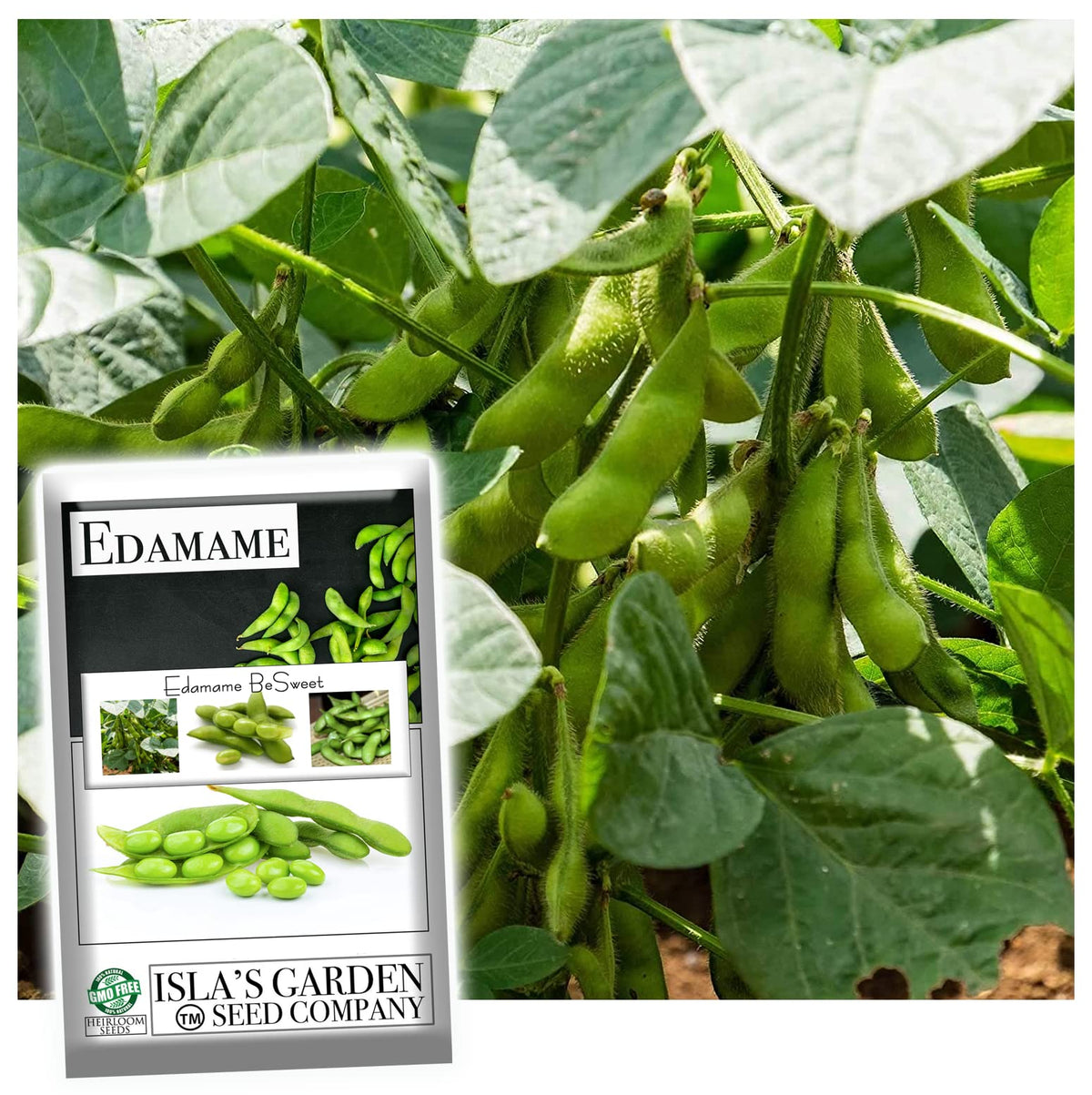 ' Besweet ' Edamame Seeds For Planting, 25+ Heirloom Seeds Per Packet, (Isla'S Garden Seeds), Non Gmo Seeds, Botanical Name: S