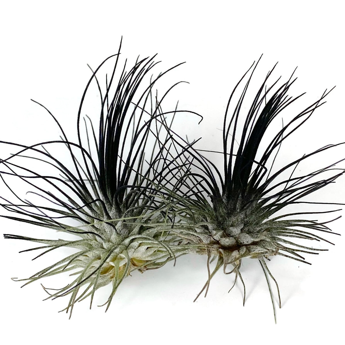 Thin Air Plant, Guatemala Tillandsia Live Airplant, Healthy Arrival Guaranteed, Great Indoor Plant, Home Decor & Gift (2 Black)