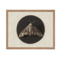 Poster Master Vintage Moth Poster - Retro Rustic Moth Print - Moody Butterfly Art - Insect Art - Gift for Men, Women, Animal Lov