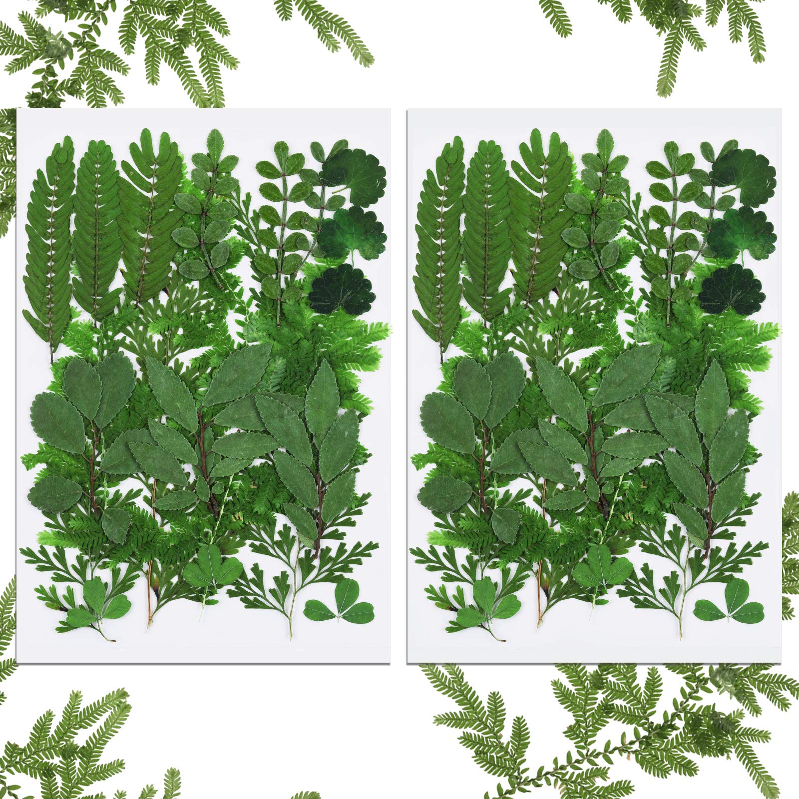 BBTO 42 Pieces Dried Pressed Leaves Dried Flowers for Resin Real Assorted Dried Greenery for Pressed Leaf Art Craft DIY Embellis
