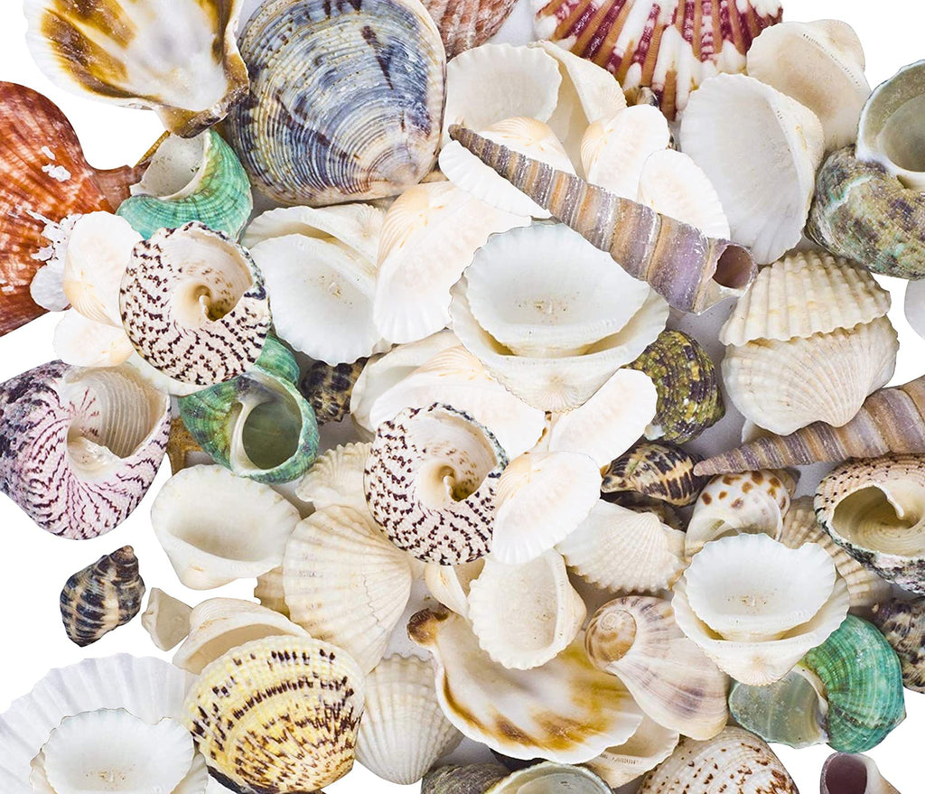 80~85pcs Sea Shells Mixed Beach Seashells for Beach Theme Party Wedding Decorations DIY Crafts Candle Making Fish Tank Vase Fill