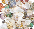 80~85pcs Sea Shells Mixed Beach Seashells for Beach Theme Party Wedding Decorations DIY Crafts Candle Making Fish Tank Vase Fill