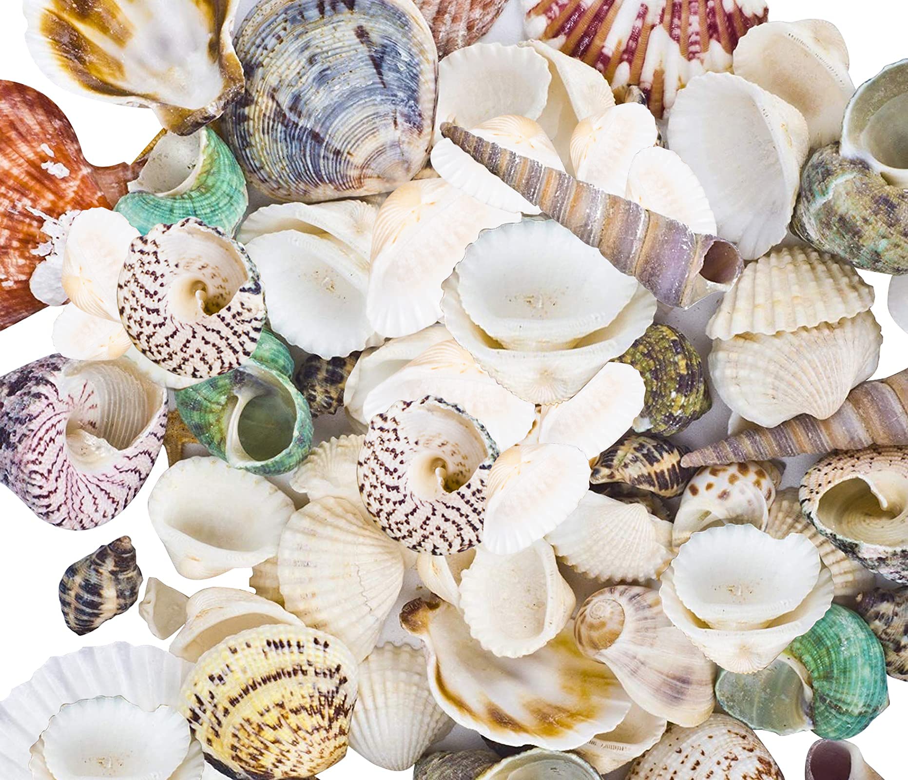 80~85pcs Sea Shells Mixed Beach Seashells for Beach Theme Party Wedding Decorations DIY Crafts Candle Making Fish Tank Vase Fill